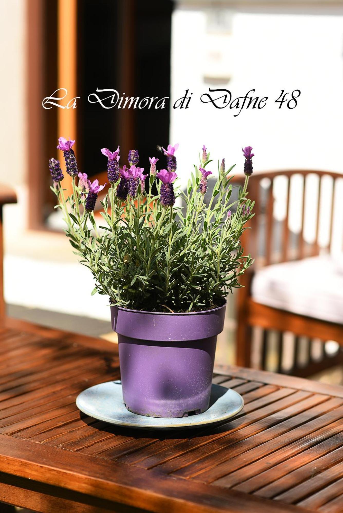 몬주노 La Dimora Di Dafne 48 아파트 외부 사진